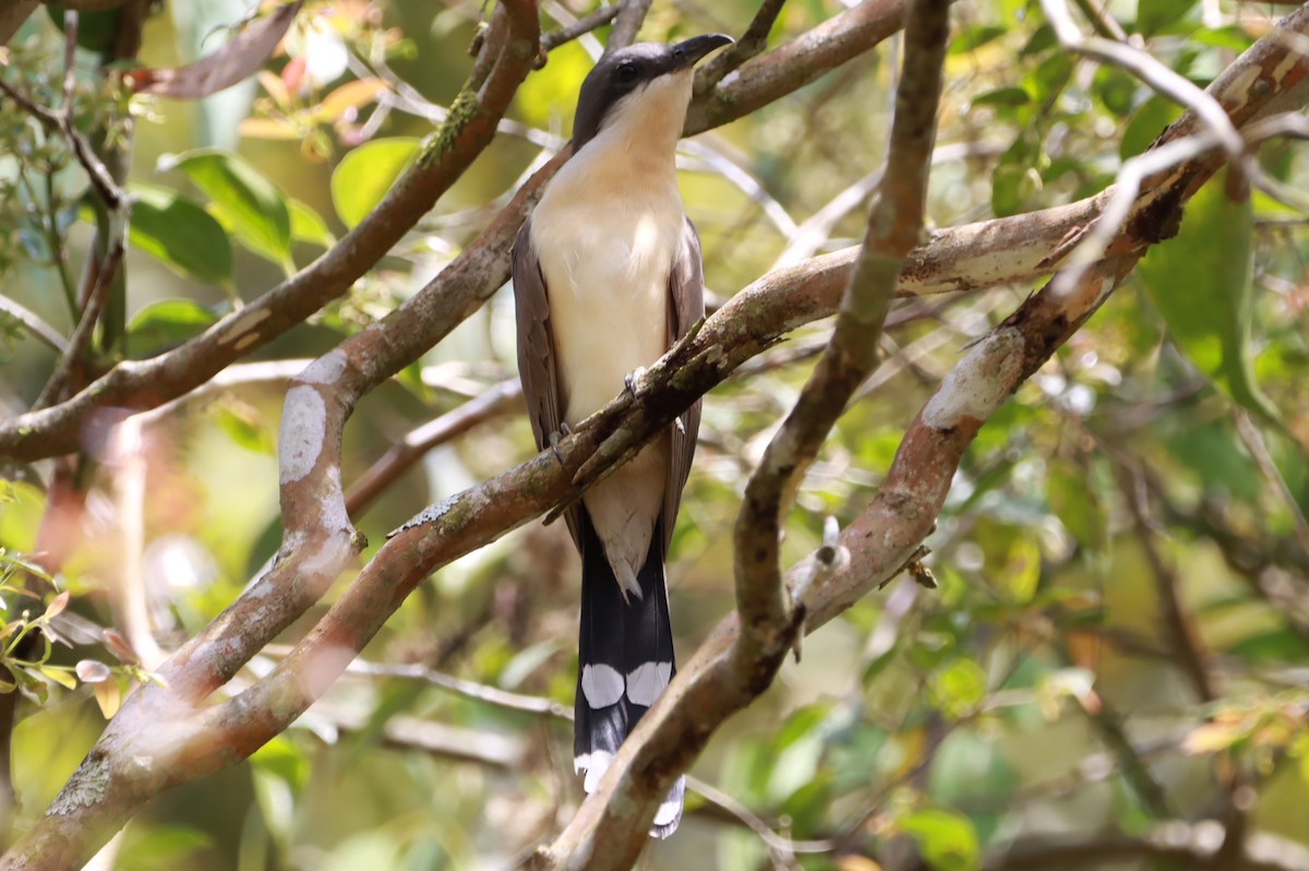 Dark-billed Cuckoo - ML644711489