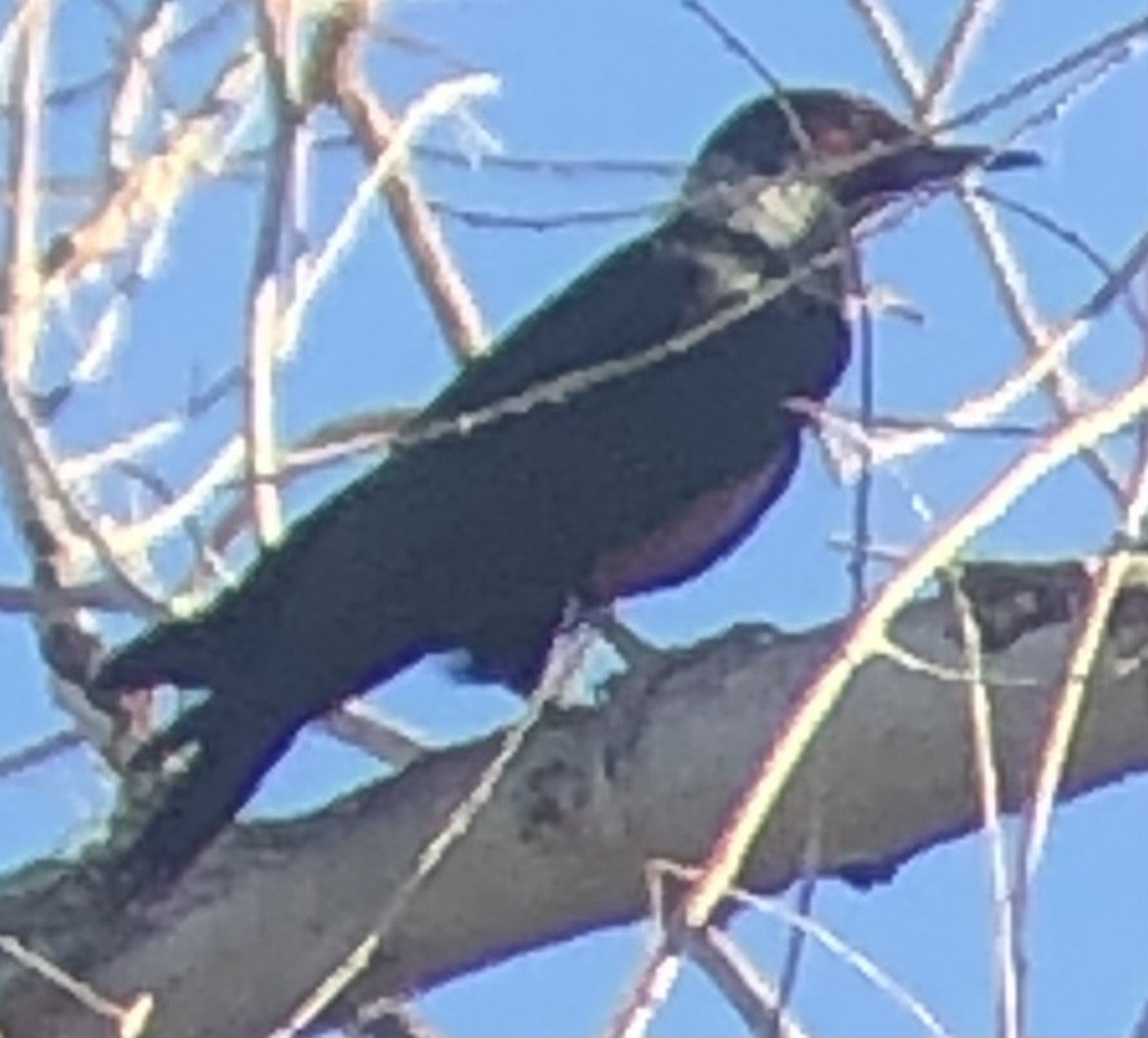 Lewis's Woodpecker - ML644711492