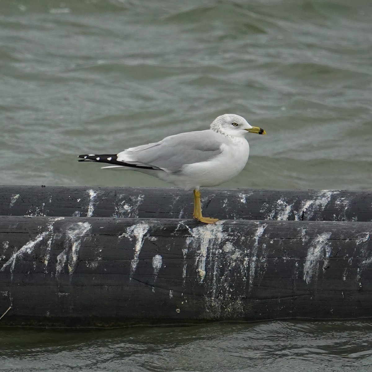 Ring-billed Gull - ML644711494