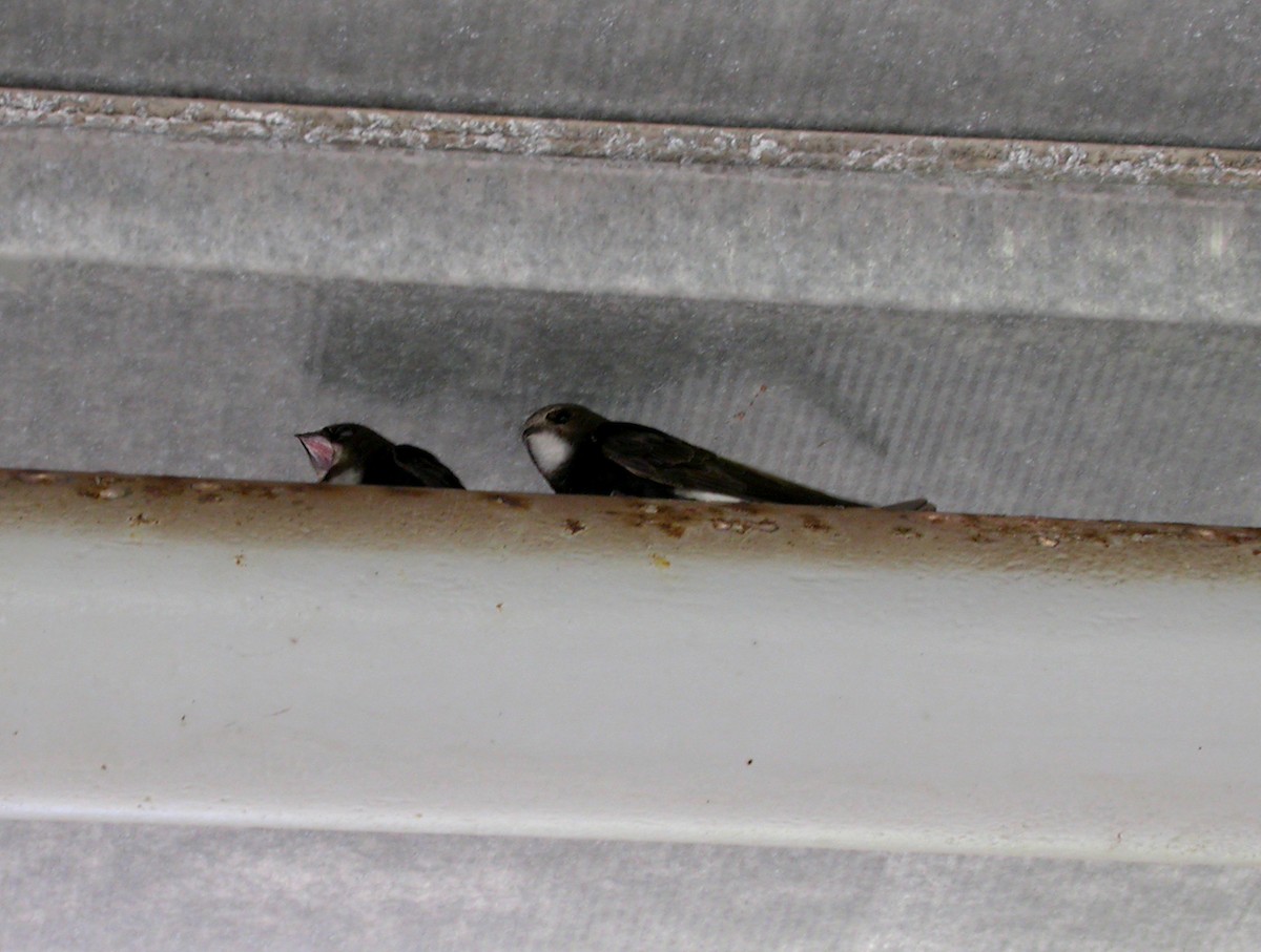 Little Swift - ML644711495