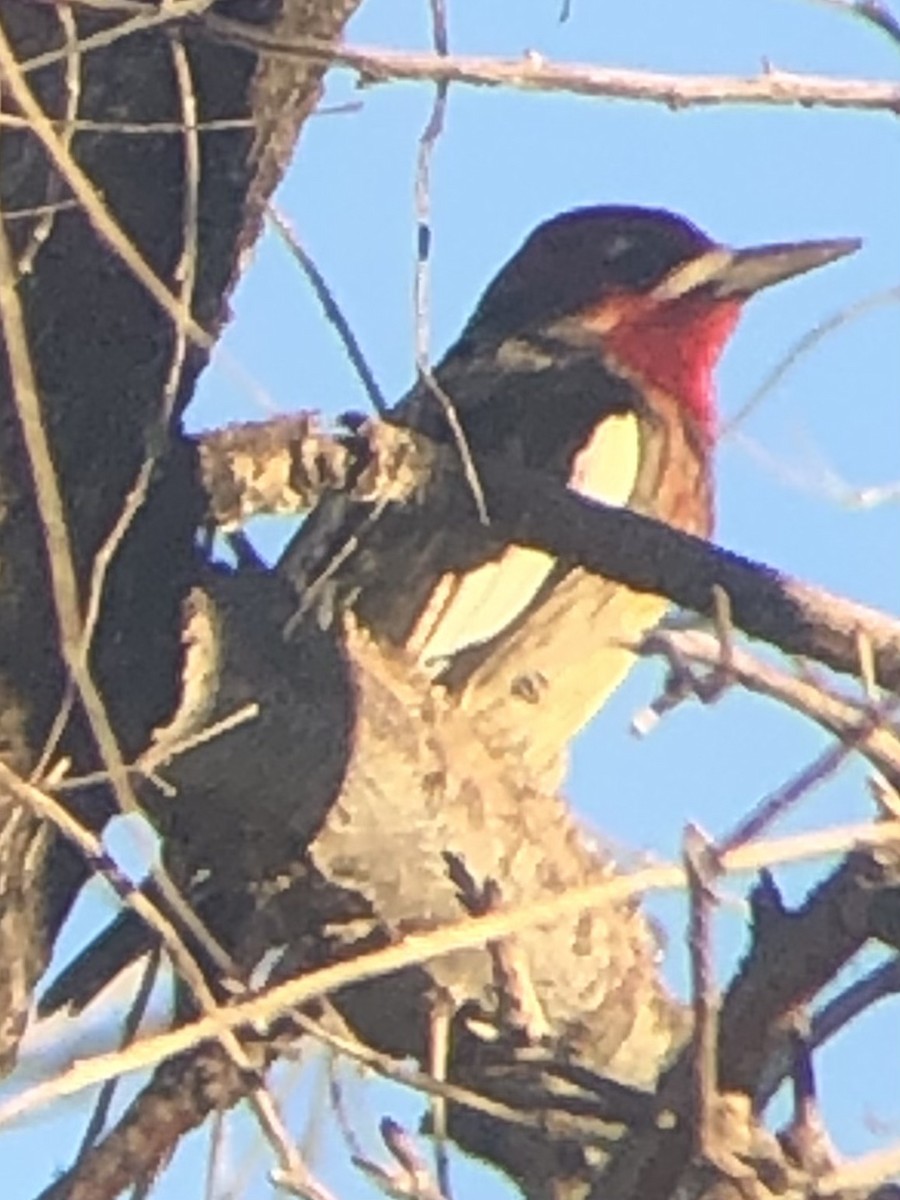 Red-breasted Sapsucker - ML644711497