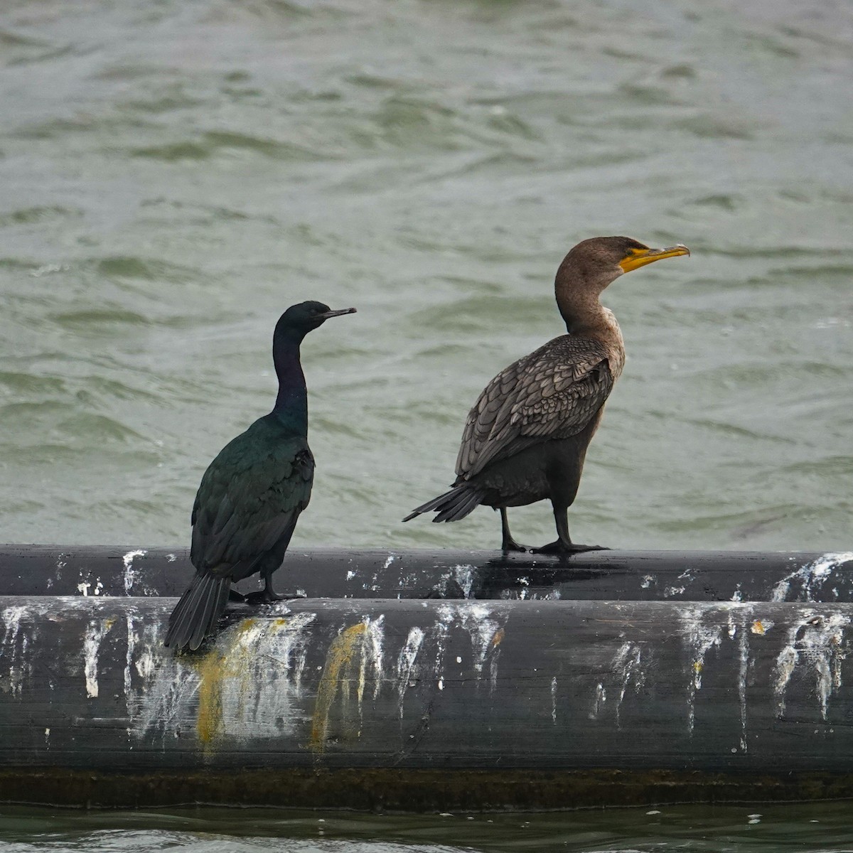 Pelagic Cormorant - ML644711499