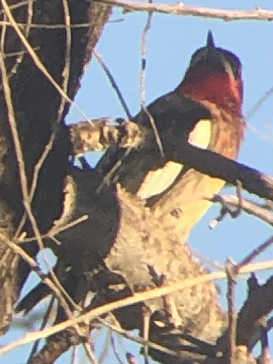 Red-breasted Sapsucker - ML644711500
