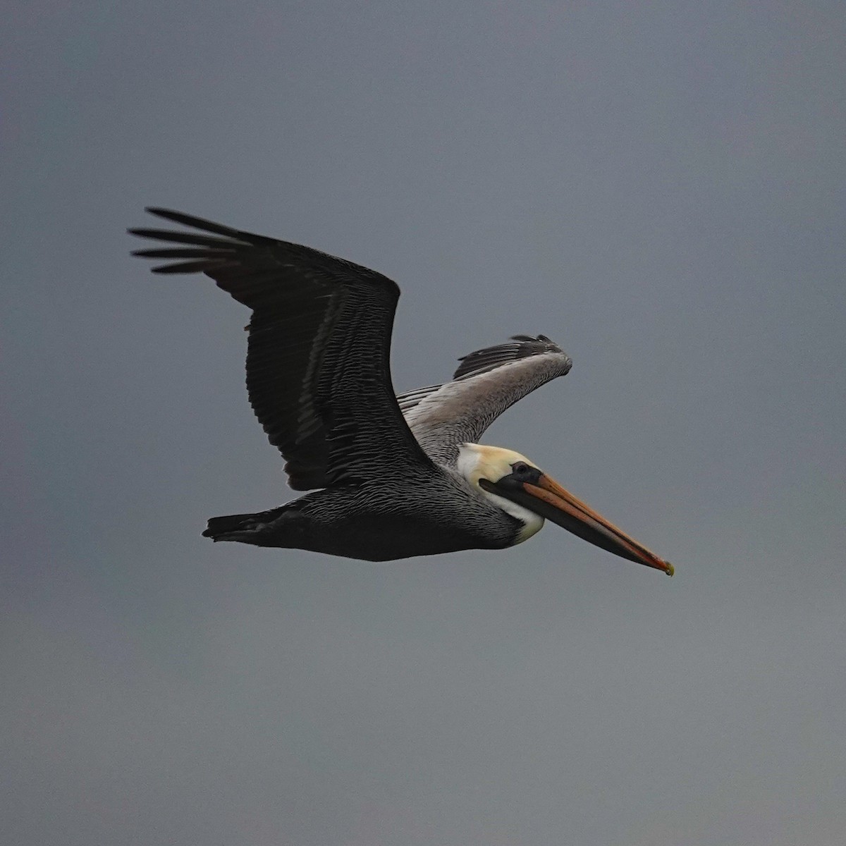 Brown Pelican - ML644711505
