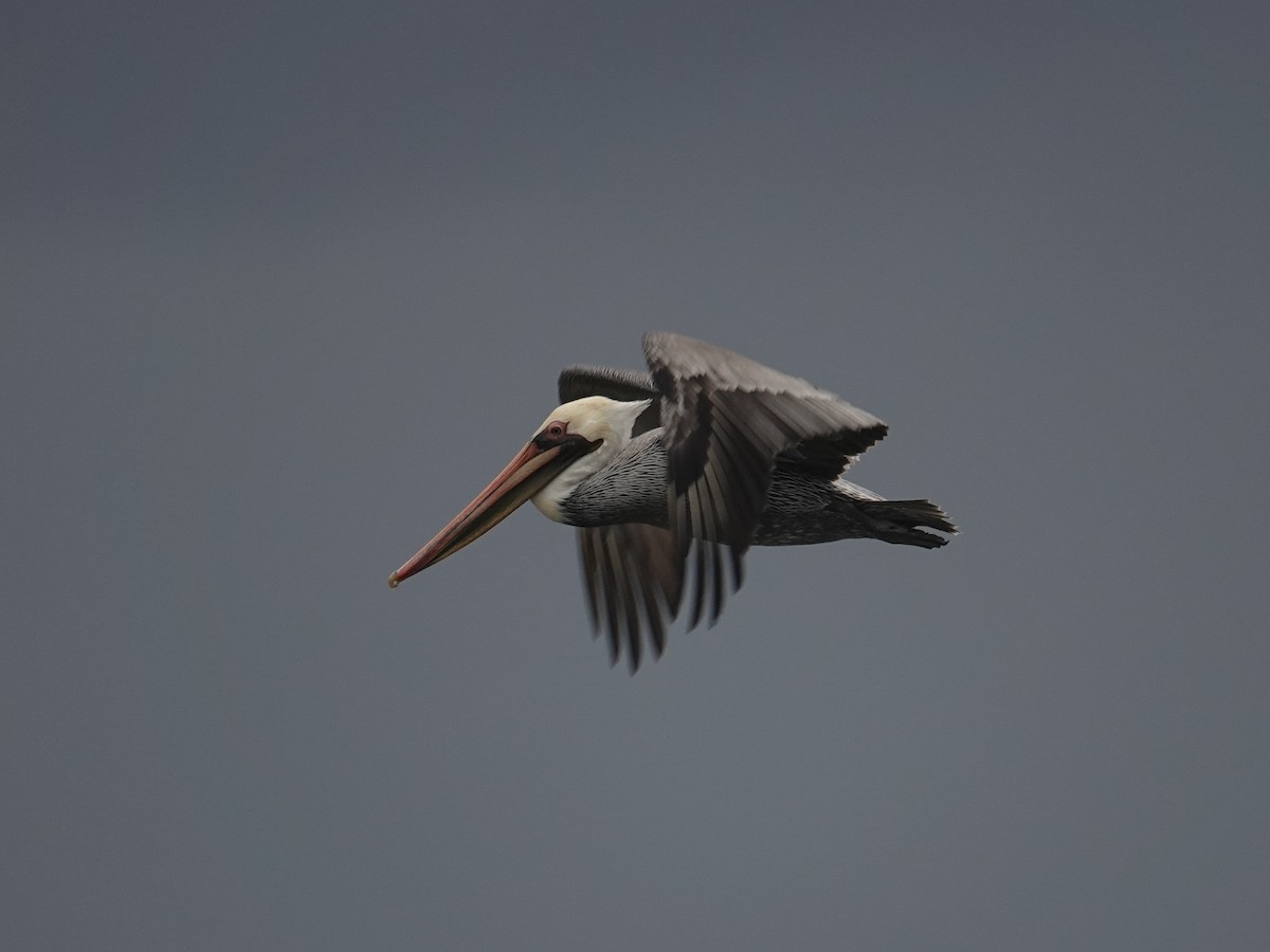 Brown Pelican - ML644711506