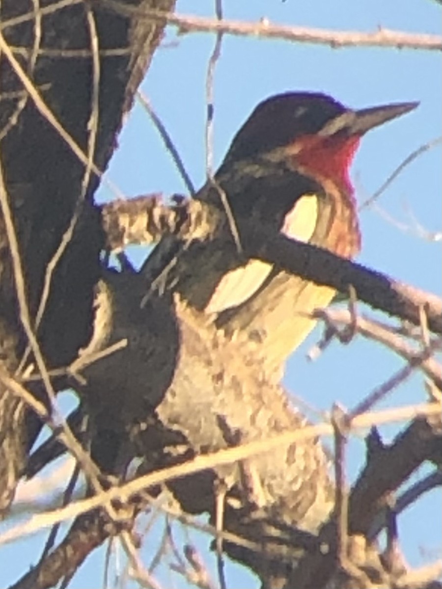 Red-breasted Sapsucker - ML644711509