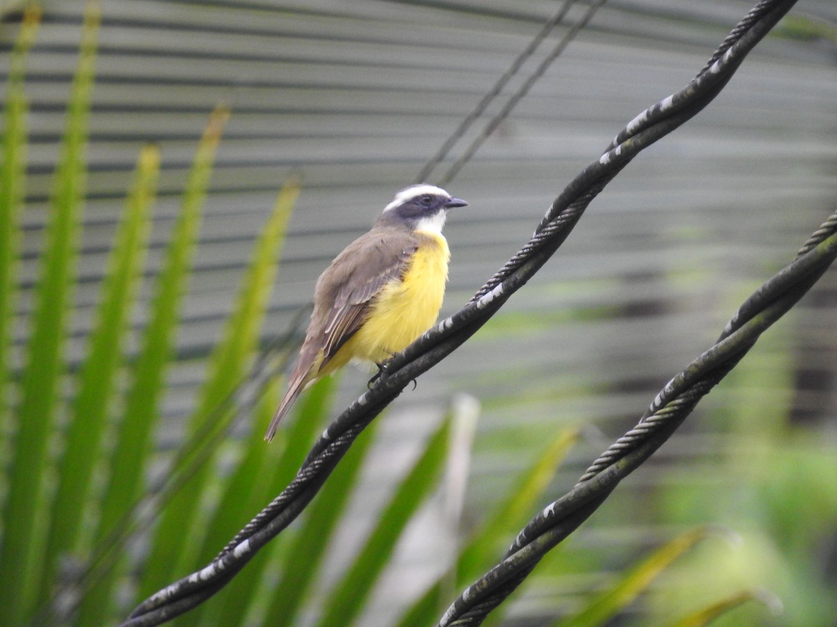 Rotscheitel-Maskentyrann - ML644711517