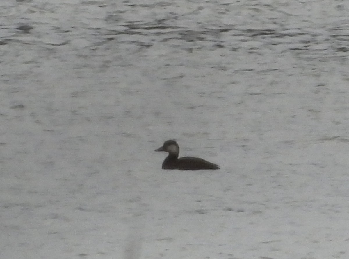 Amerika Kara Ördeği - ML644711527