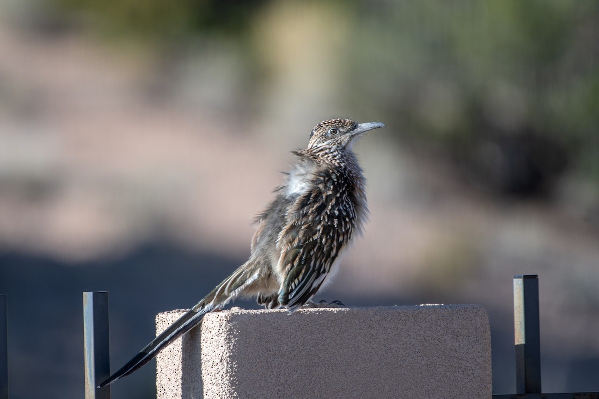 Greater Roadrunner - ML644711539