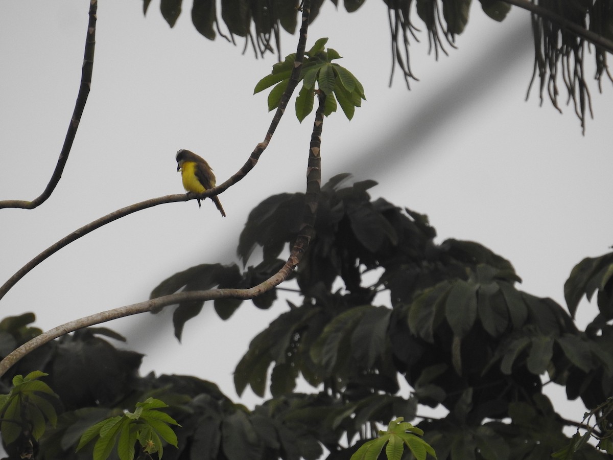 Boat-billed Flycatcher - ML644711541