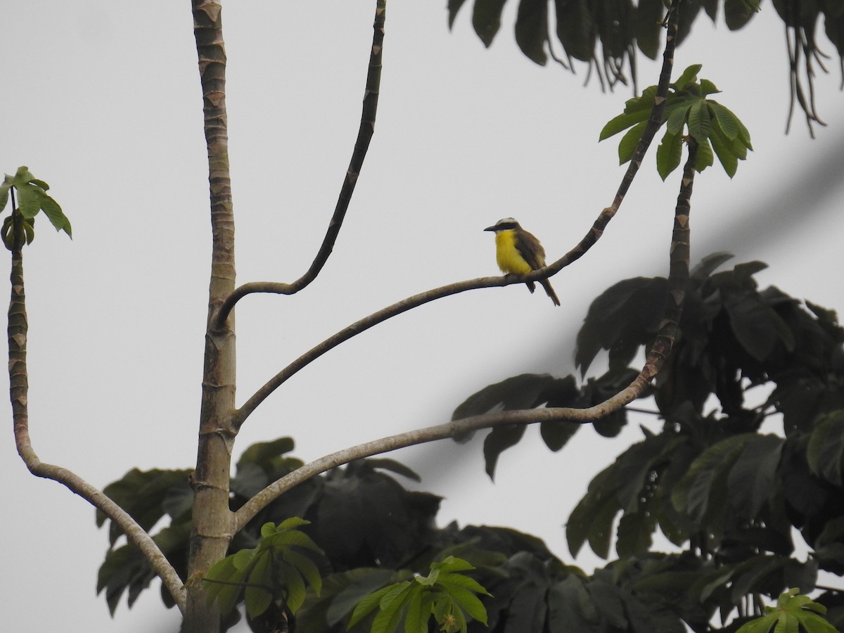 Boat-billed Flycatcher - ML644711542