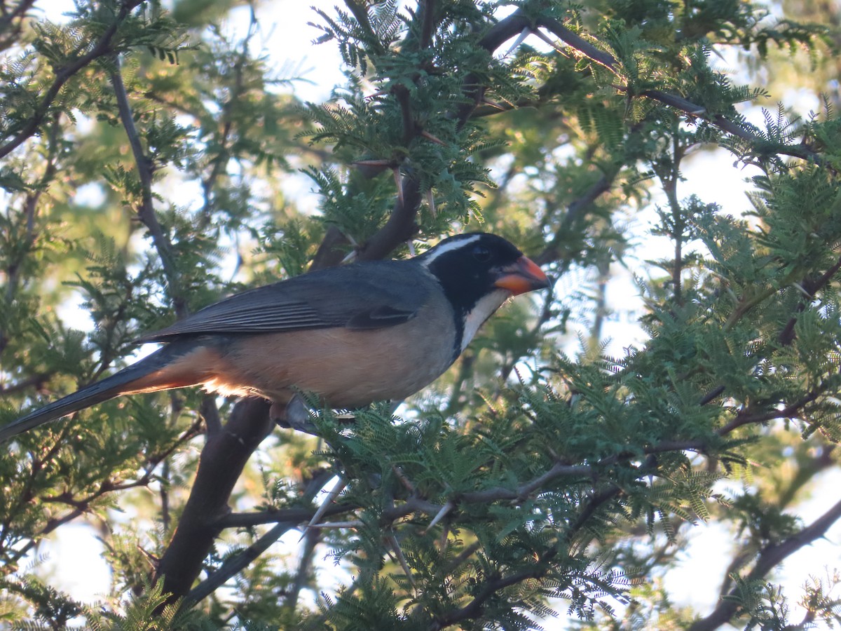 Golden-billed Saltator - ML644711557