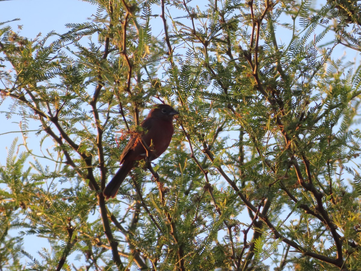 Red-crested Finch - ML644711560