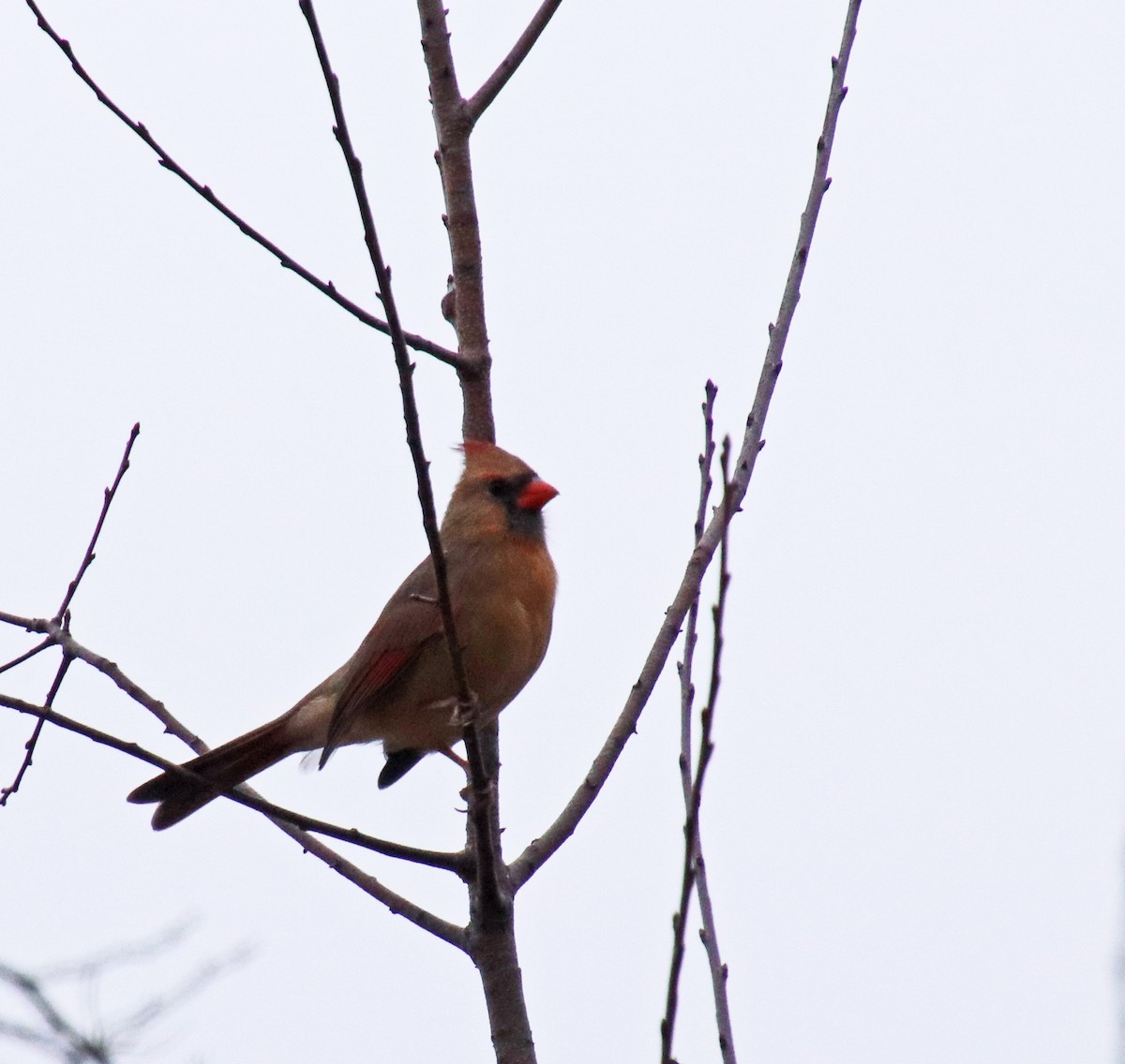 Красный кардинал - ML644711590