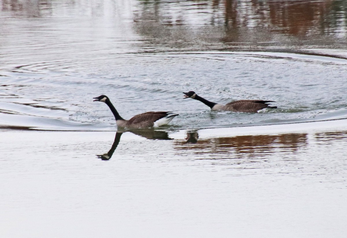 ברנטה קנדית - ML644711602