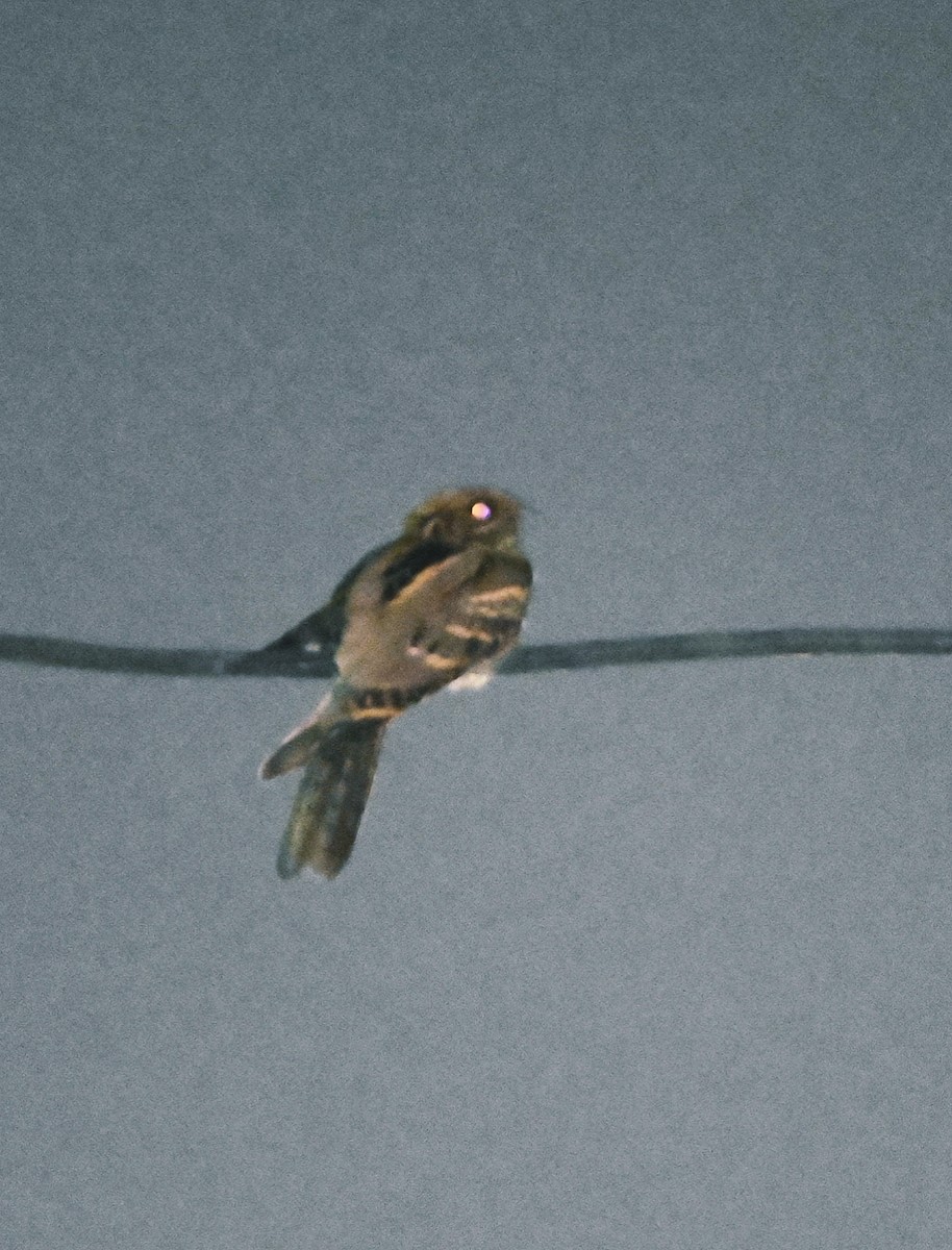 Engoulevent de Horsfield - ML644711616