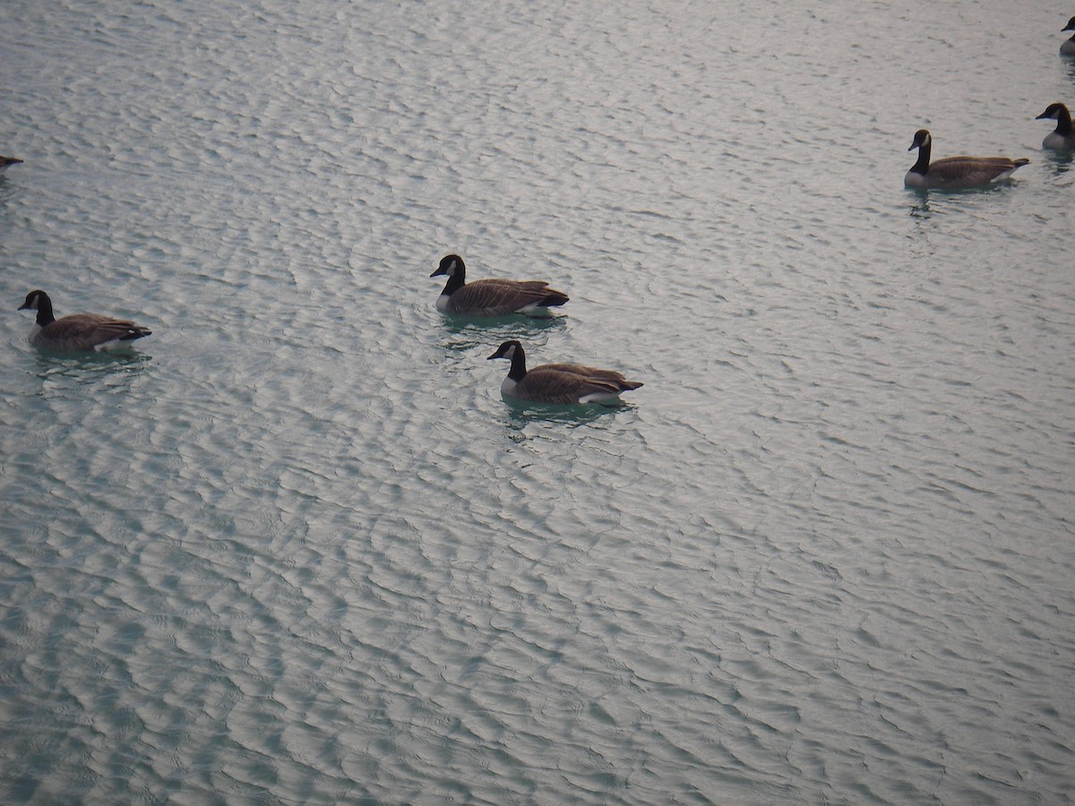 ברנטה קנדית - ML644711618