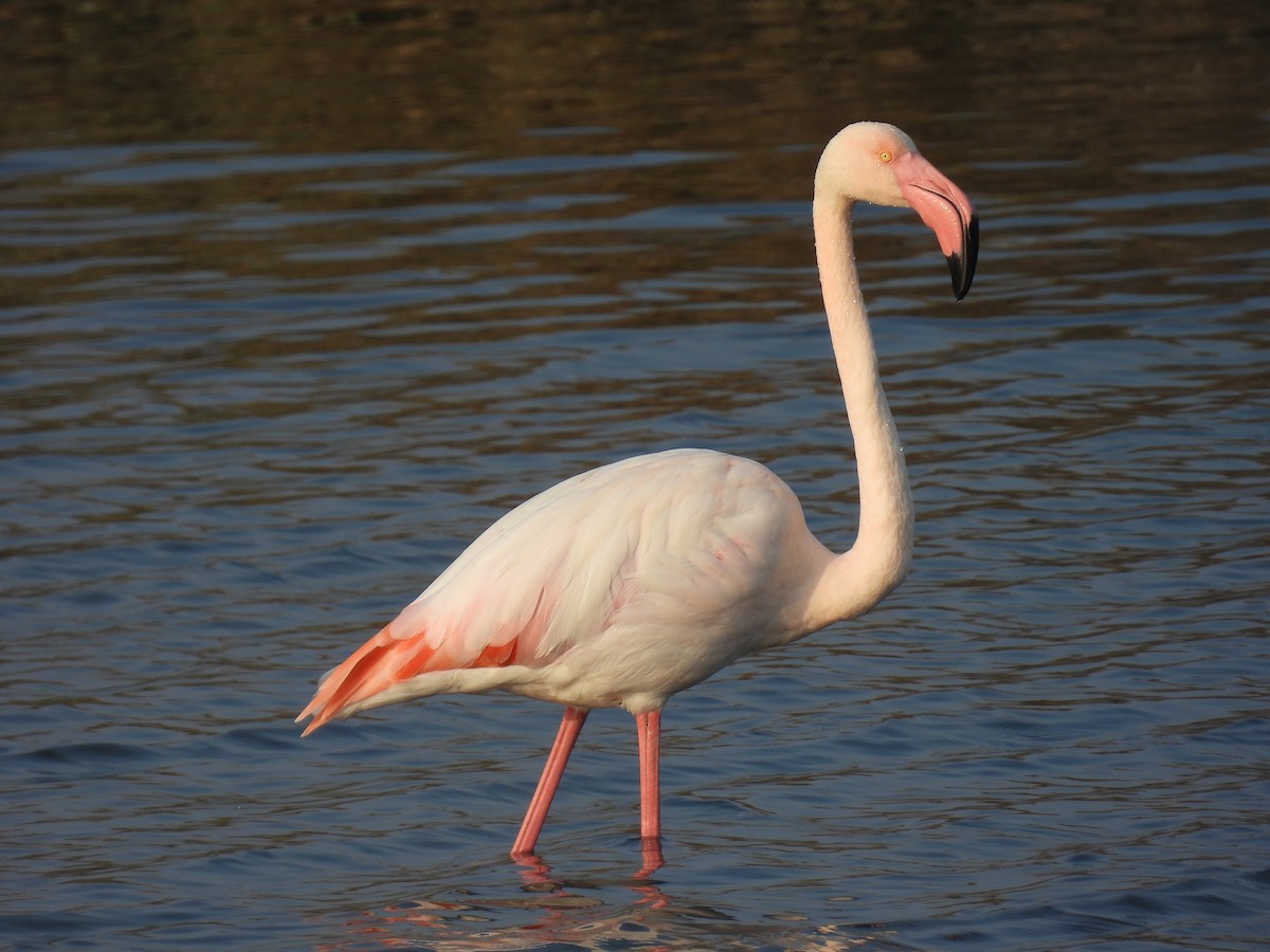 Flamenko handia - ML644711624