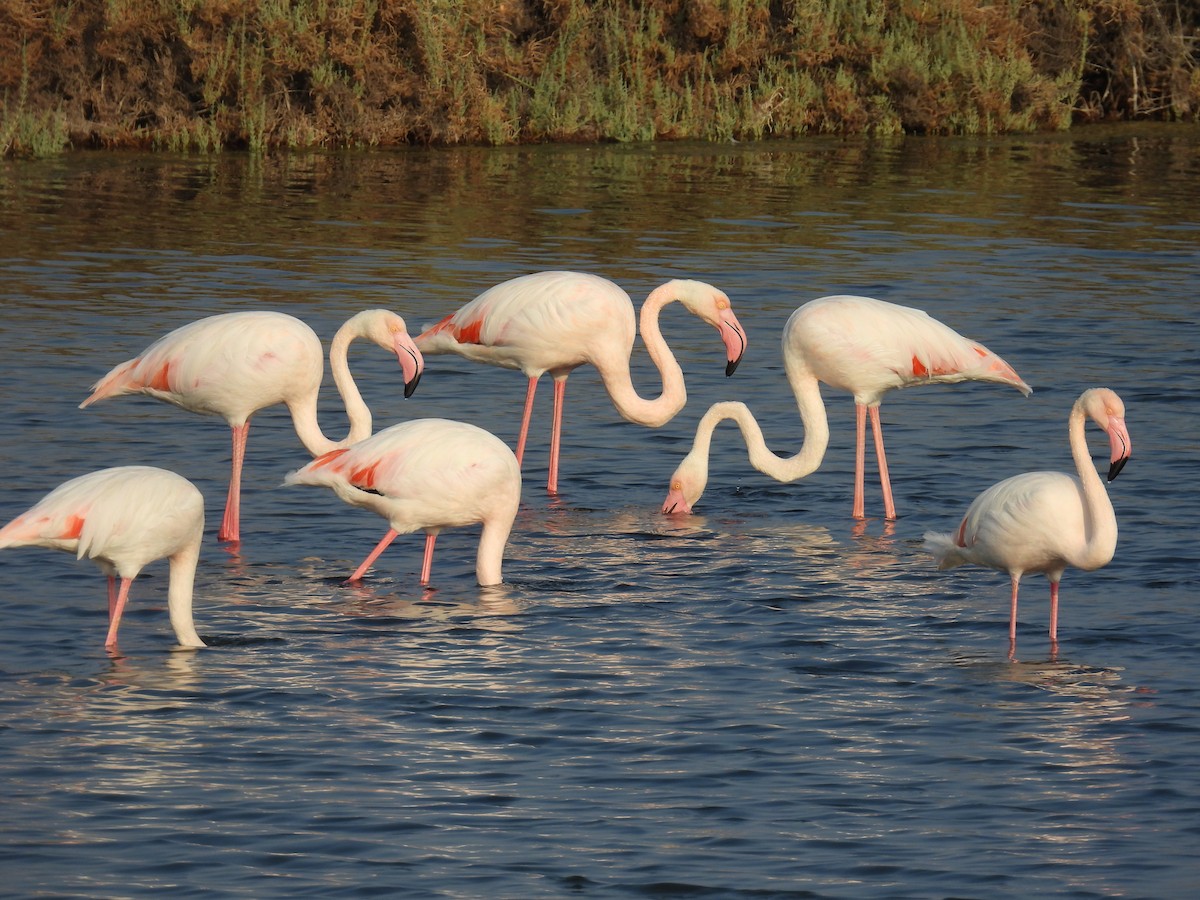 Flamenko handia - ML644711625