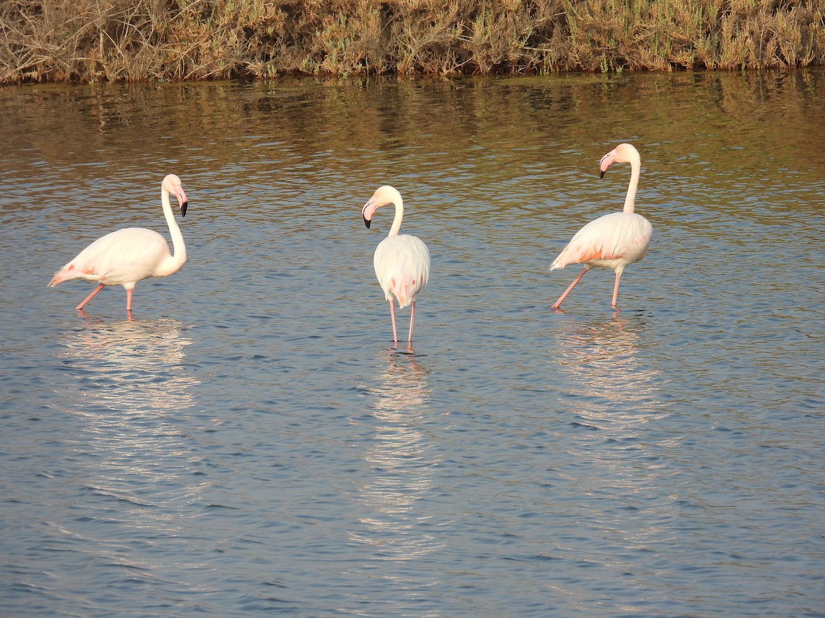 Flamenko handia - ML644711626