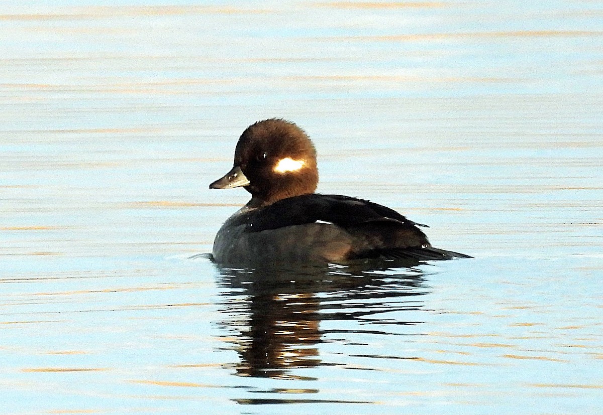 Bufflehead - ML644711631