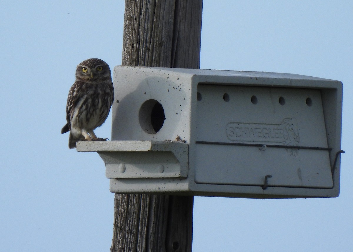 Сич хатній - ML644711633