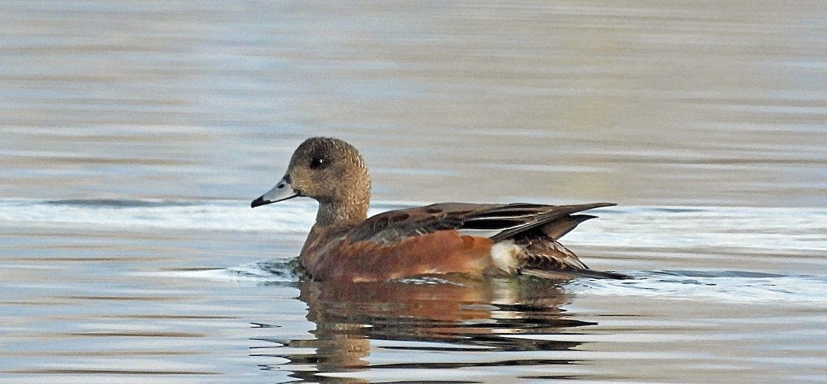 Fischione americano - ML644711636