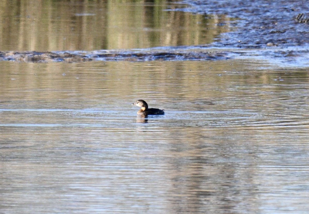 Pied-billed Grebe - ML644711637