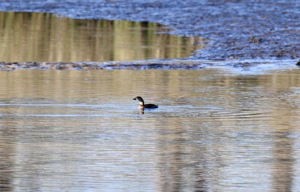 Pied-billed Grebe - ML644711638