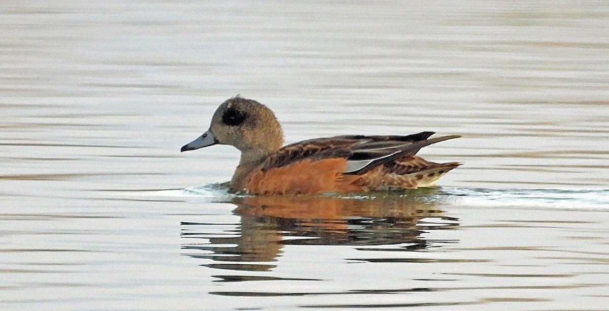 Fischione americano - ML644711640