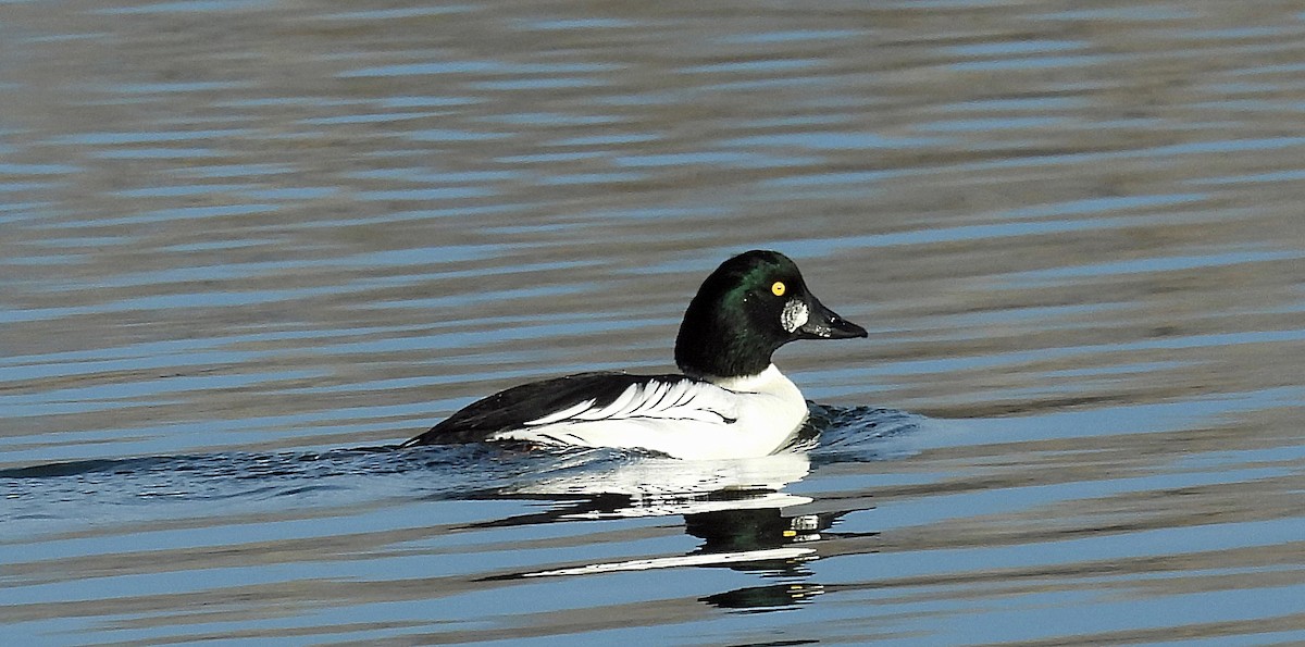 Quattrocchi - ML644711653