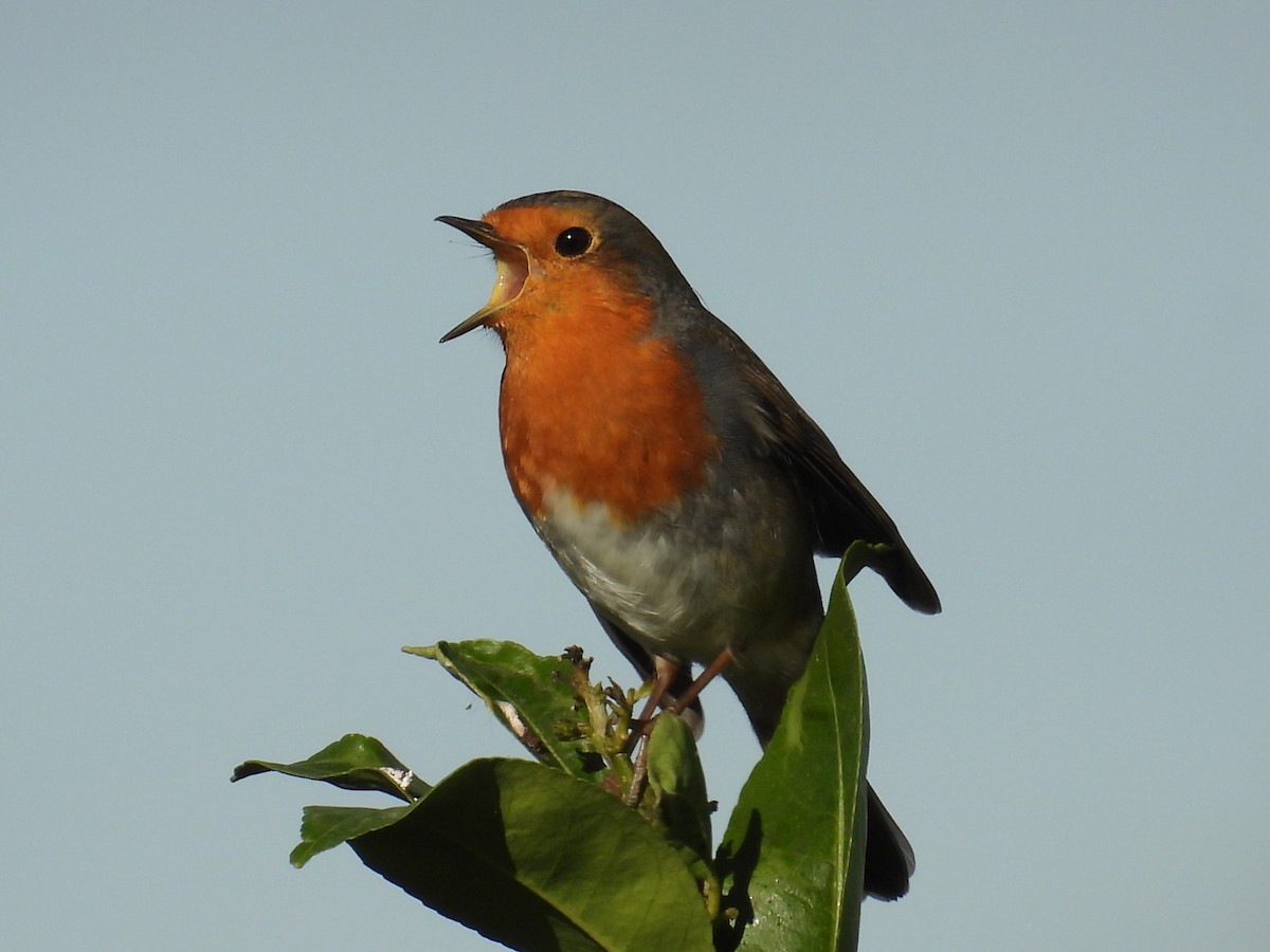 European Robin - ML644711659