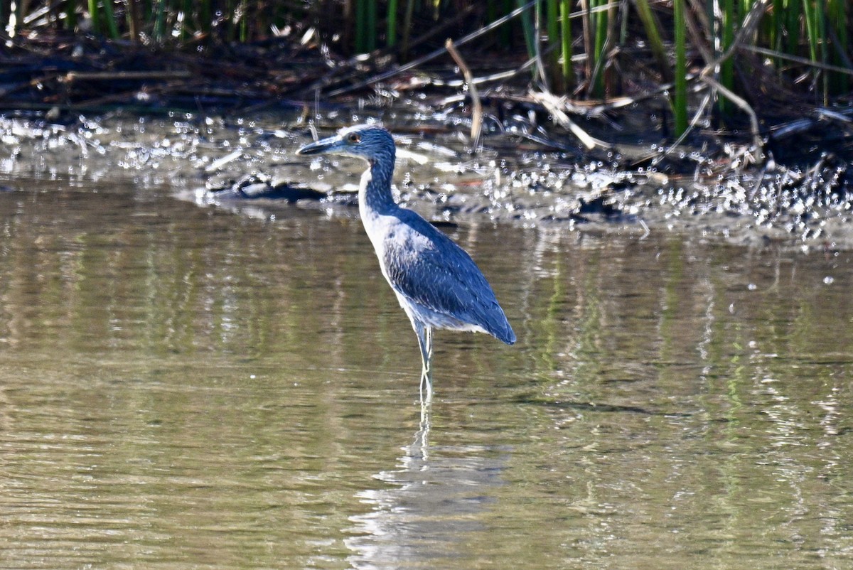 Yellow-crowned Night Heron - ML644711662