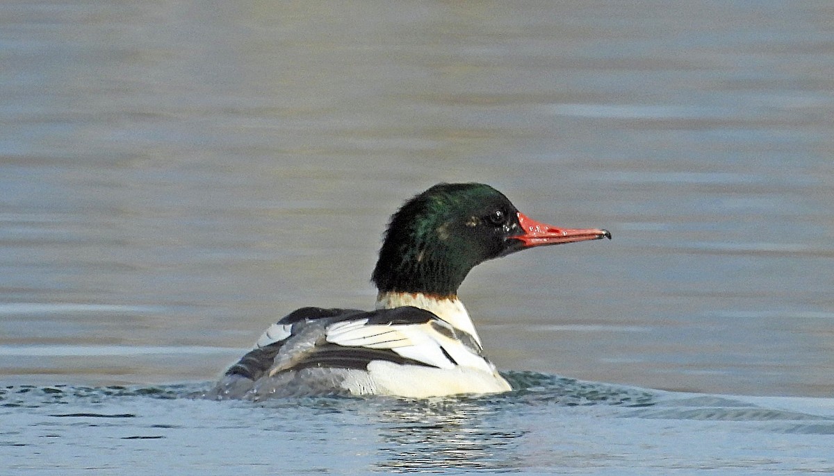 Smergo maggiore - ML644711665