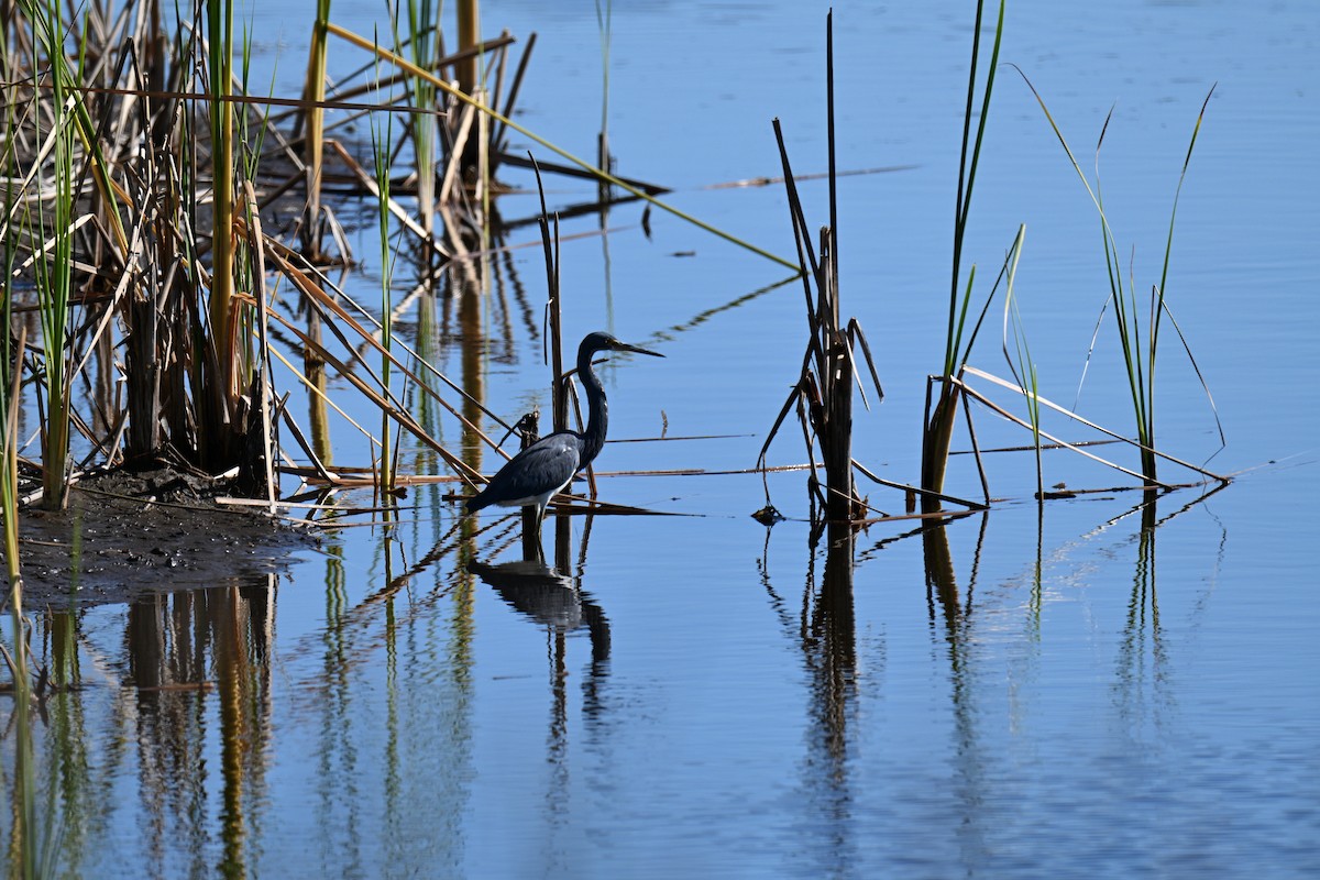 Tricolored Heron - ML644711666