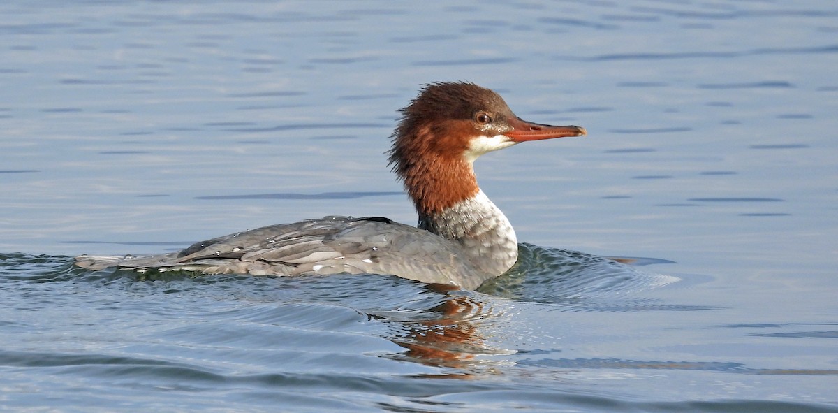 Smergo maggiore - ML644711670