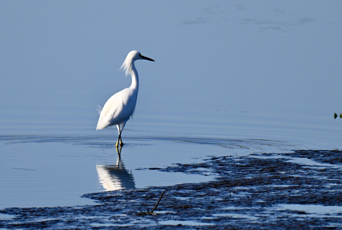Snowy Egret - ML644711679
