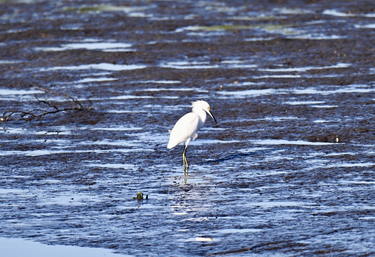 Snowy Egret - ML644711680