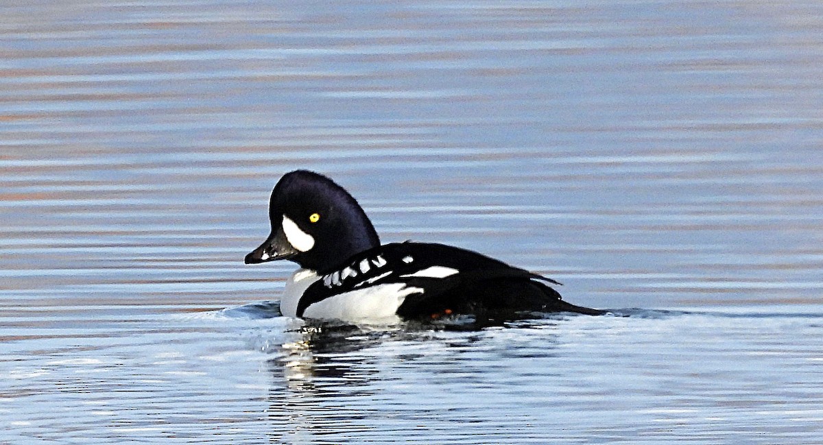 Barrow's Goldeneye - ML644711683