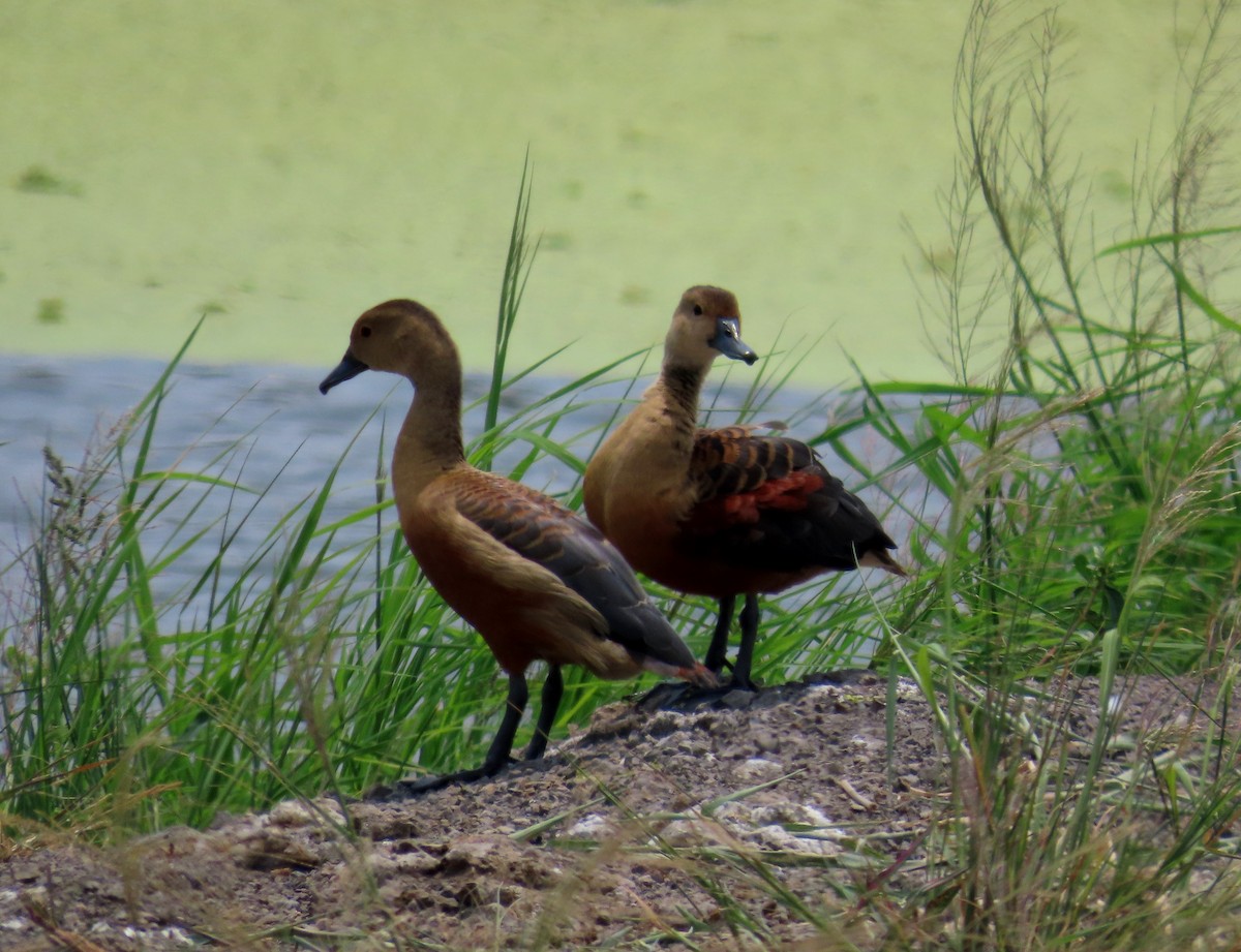 Dendrocygne siffleur - ML644711685