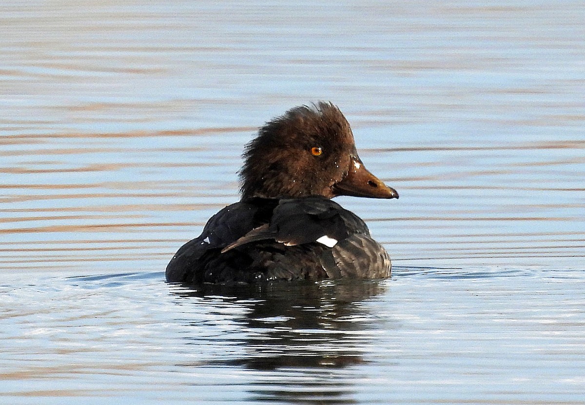 Barrow's Goldeneye - ML644711686