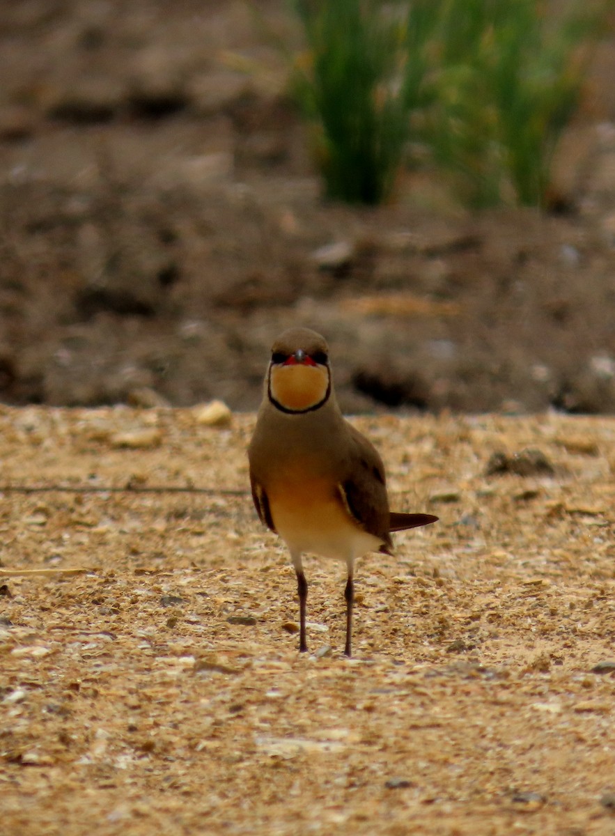 Glaréole orientale - ML644711695