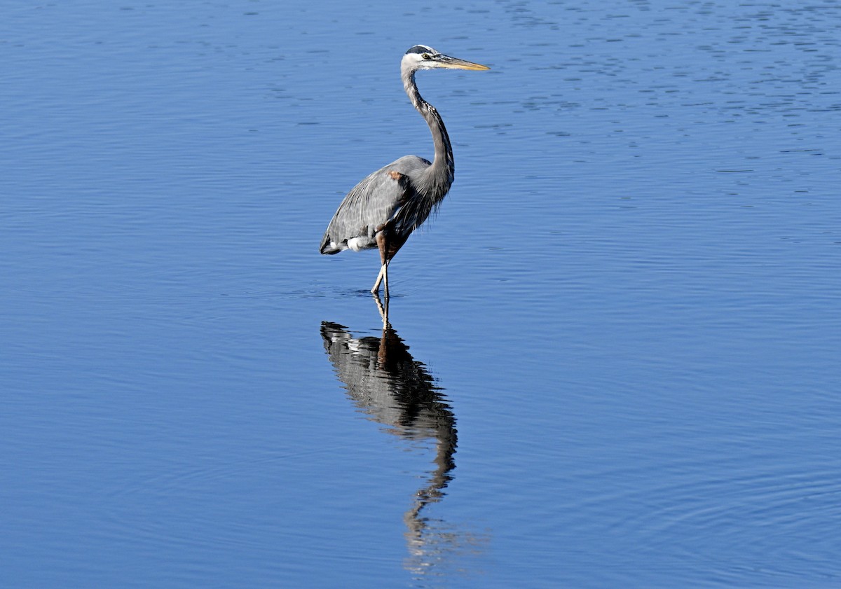 Great Blue Heron - ML644711696