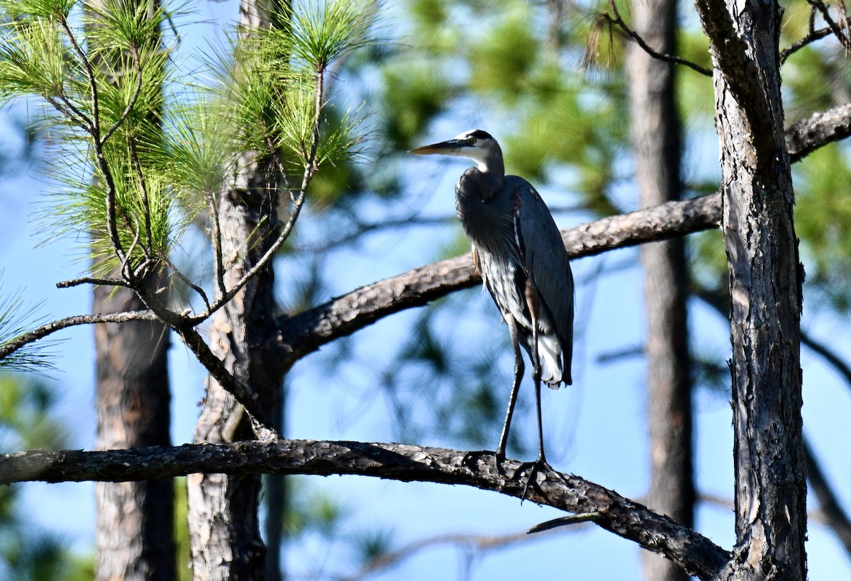 Great Blue Heron - ML644711697