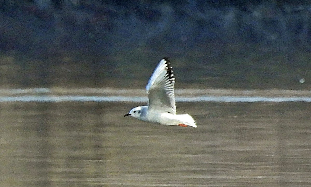 Gabbiano di Bonaparte - ML644711703