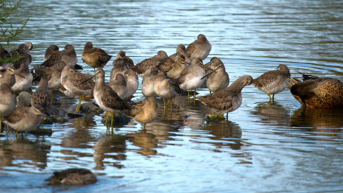 Long-billed Dowitcher - ML644711708
