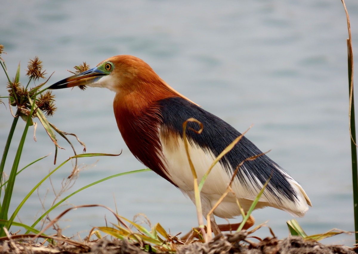 Crabier malais - ML644711718