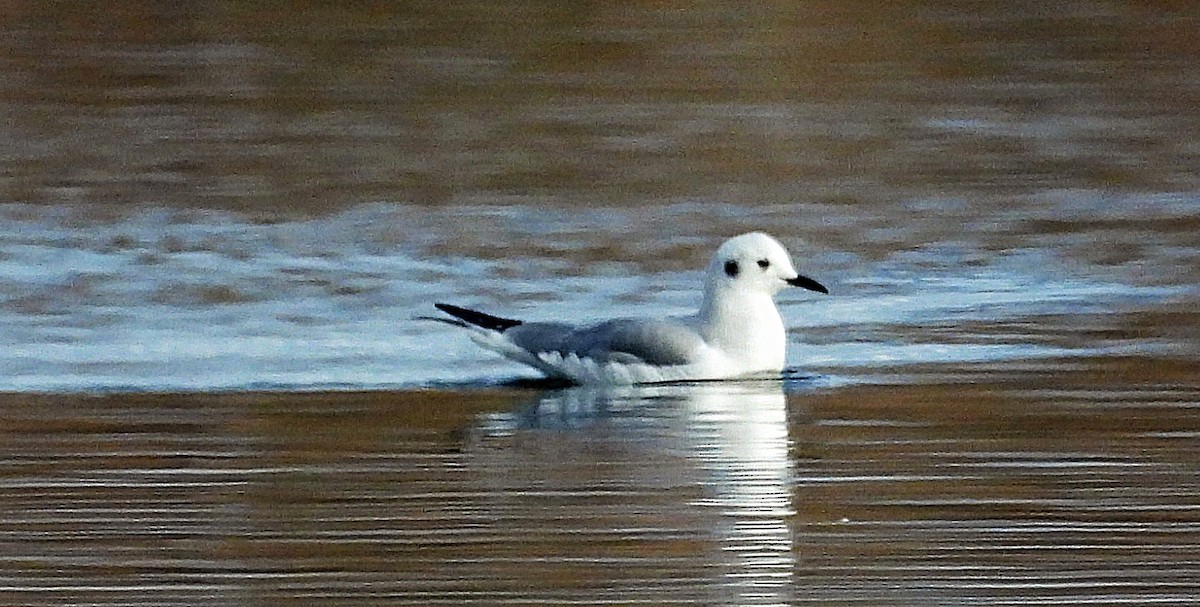 Gabbiano di Bonaparte - ML644711721