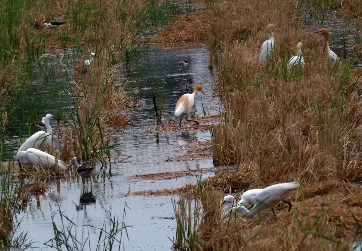 Héron de Coromandel - ML644711725