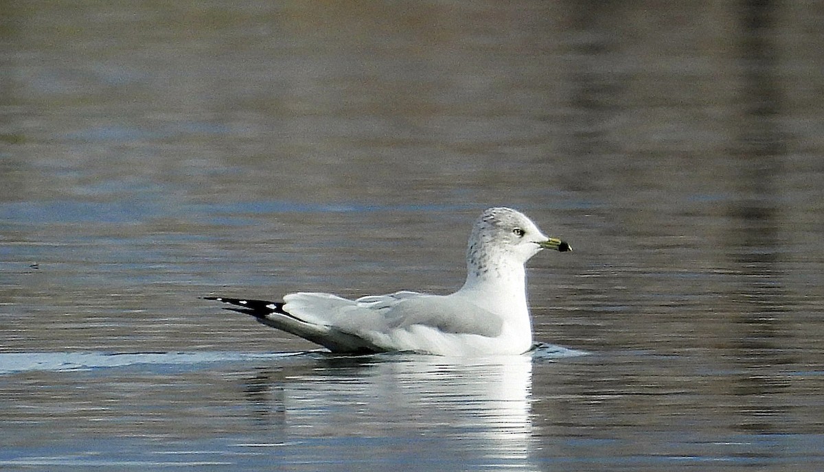 Gavina americana - ML644711727